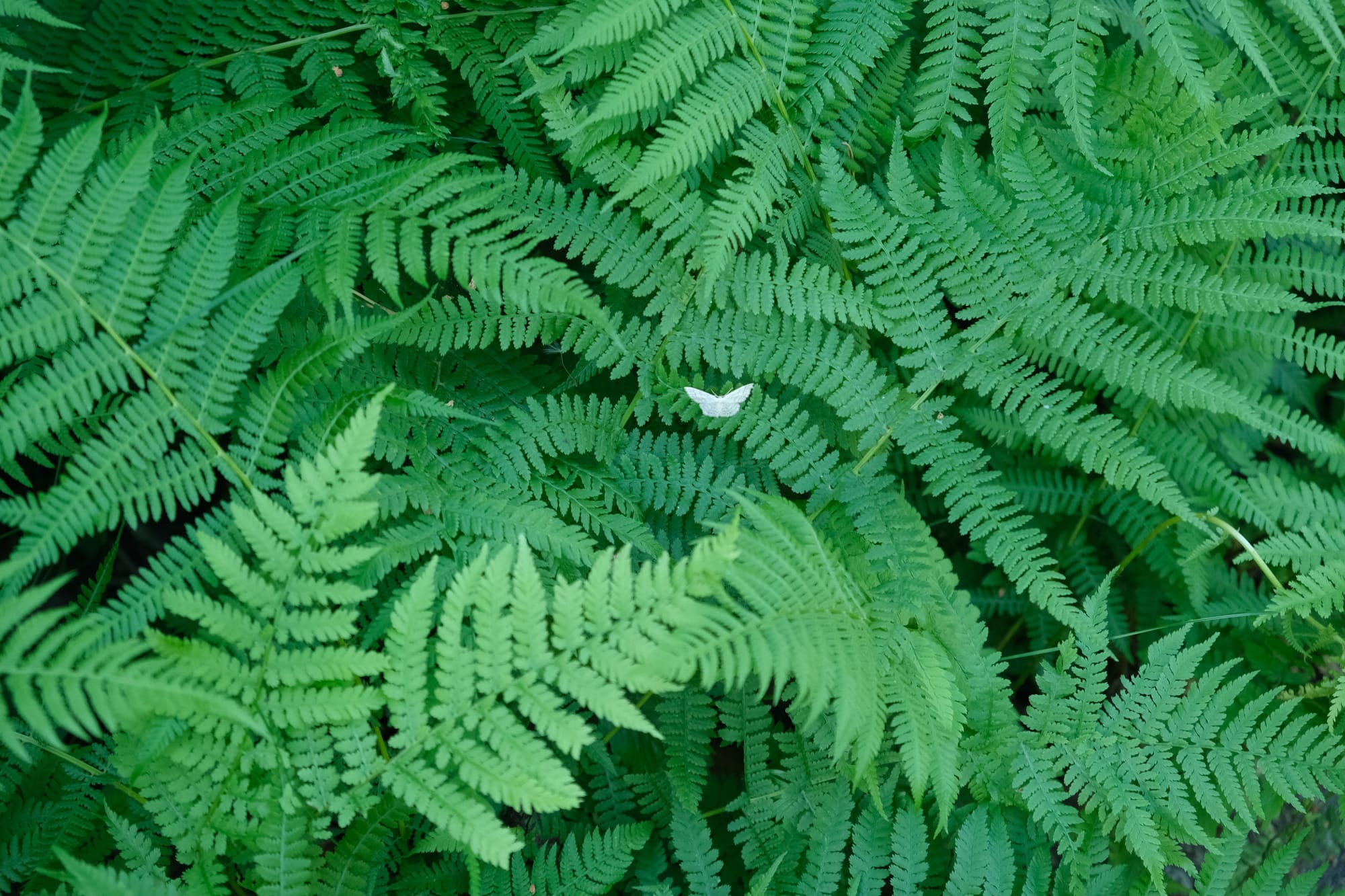 You don't need more vocal control